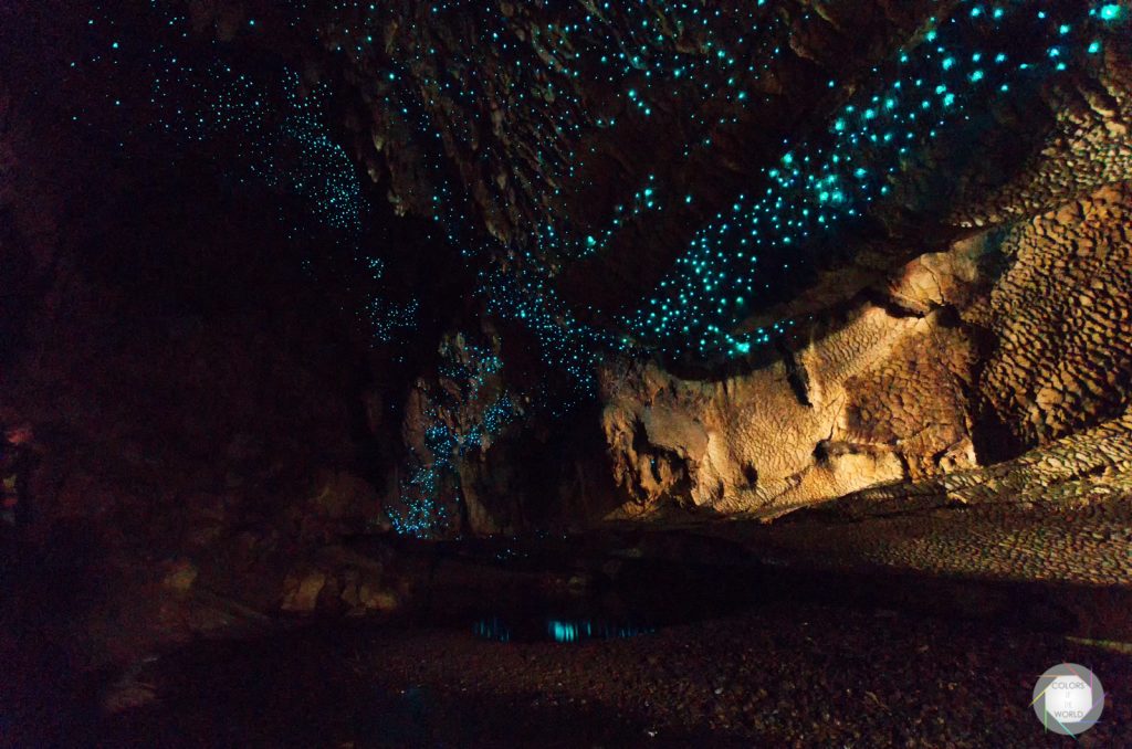 Neuseeland - Waipu Caves 1